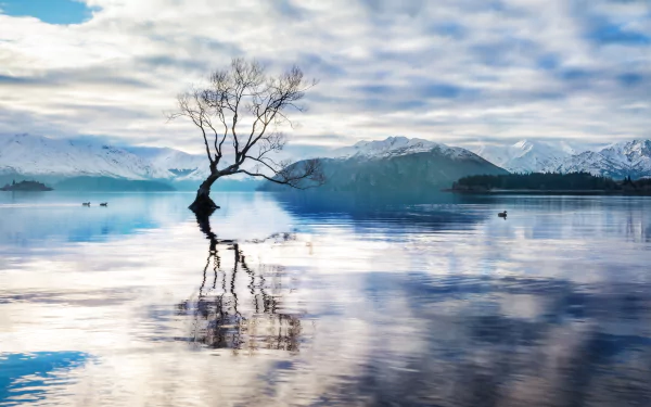 A solitary tree stands in the calm waters of Lake Wanaka, reflecting against a backdrop of snow-capped mountains and a serene sky in this HD nature landscape wallpaper.