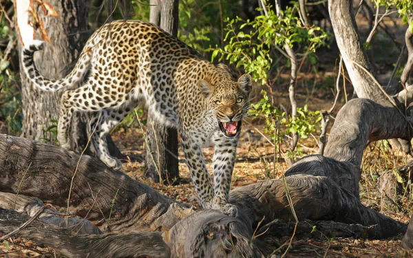 HD desktop wallpaper of a snarling leopard in a sunlit forest, showcasing its fierce expression and spotted fur amidst trees and fallen logs.
