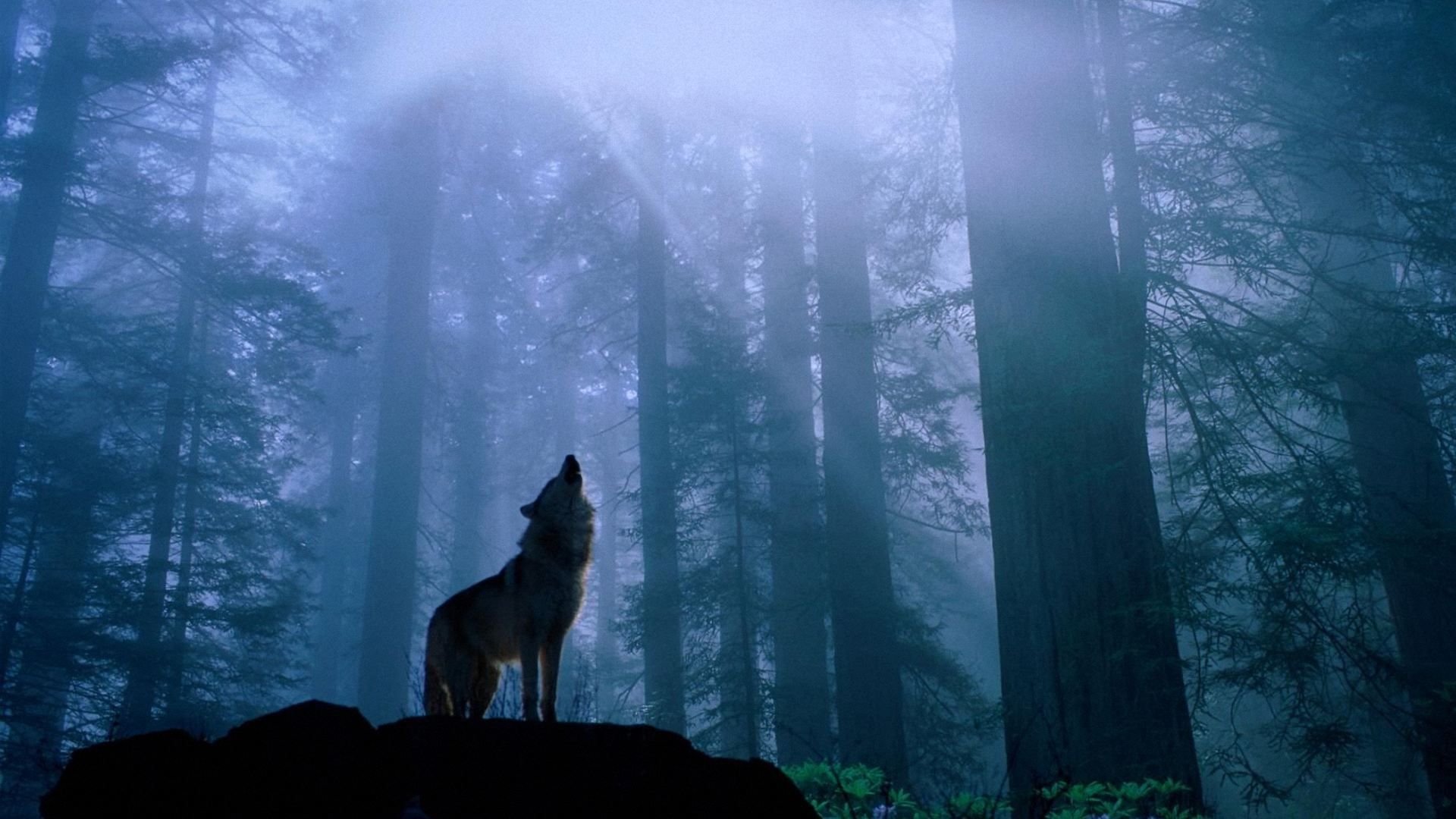 Howling Wolf in Sunlit Fog: HD Nature Wallpaper