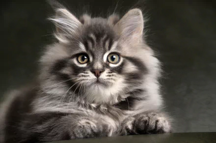 A charming gray kitten with expressive eyes and soft fur, resting gently against a dark backdrop, captured in high-definition for a stunning desktop wallpaper.
