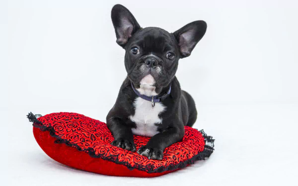  Bulldog sitting on a pillow
