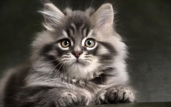 A charming gray kitten with expressive eyes and soft fur, resting gently against a dark backdrop, captured in high-definition for a stunning desktop wallpaper.