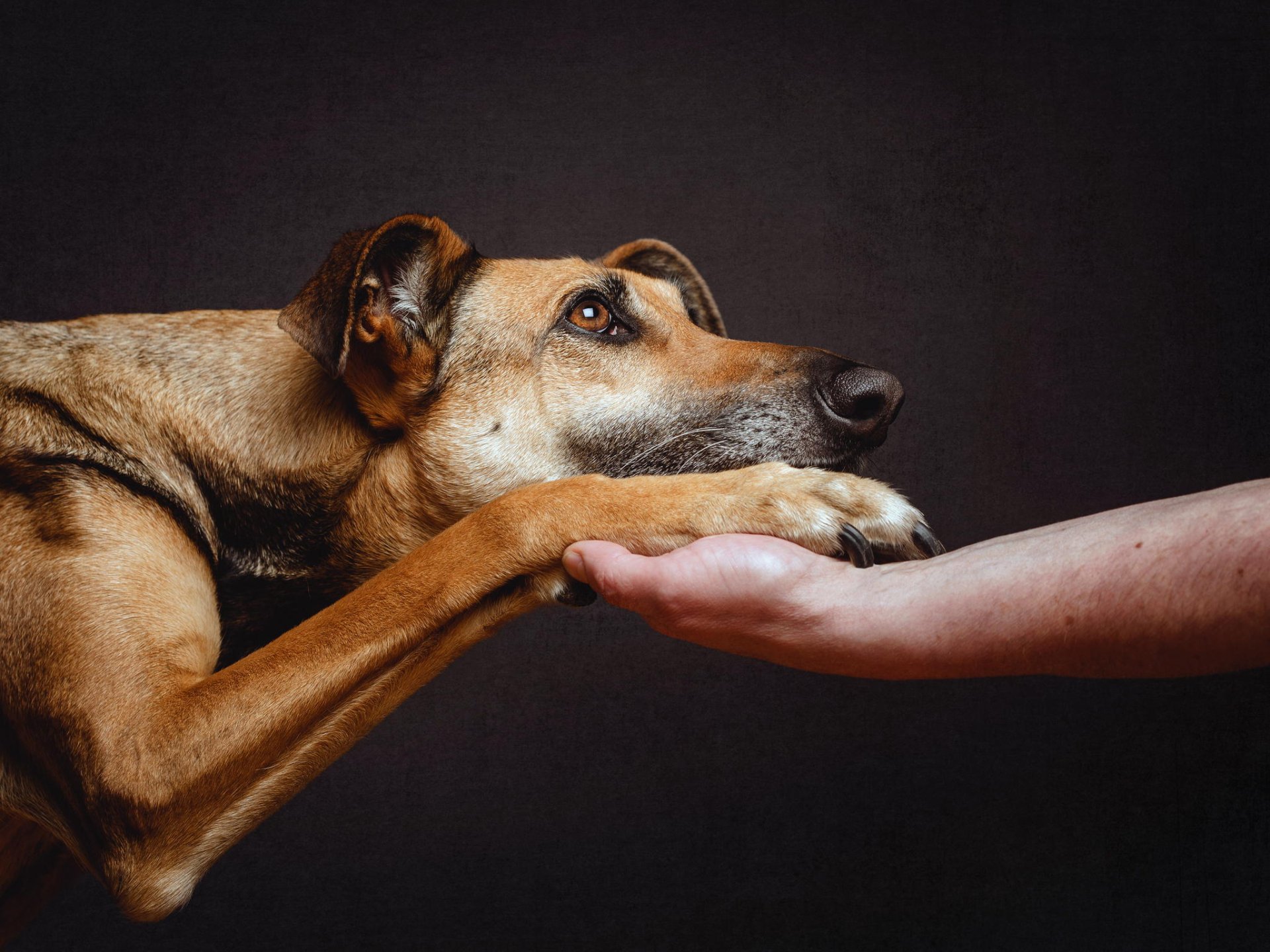 Download Cute Paw Dog Animal Greyhound HD Wallpaper by Elke Vogelsang