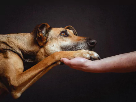  Man's Best Friend by Elke Vogelsang
