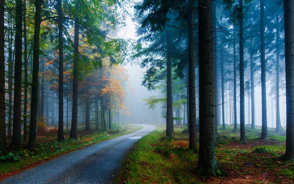 Door de mens gemaakt Weg Natuur Bos Herfst Boom Foliage Mist HD Wallpaper | Achtergrond