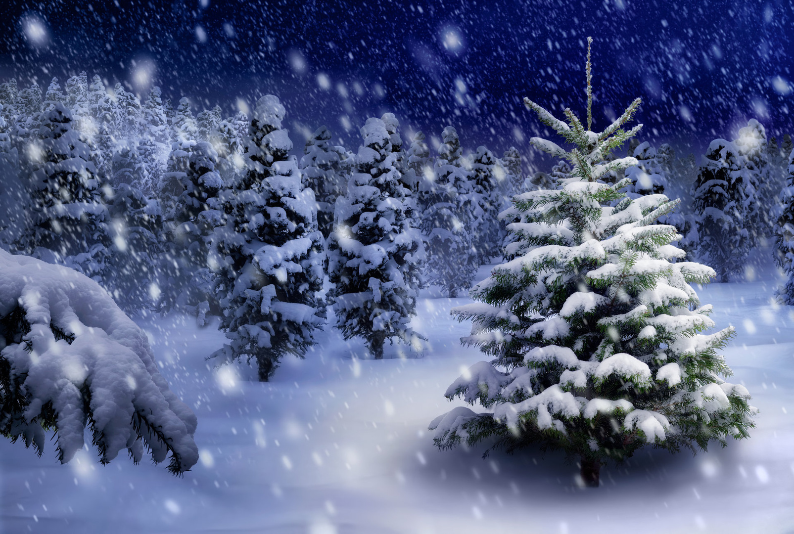 Download Snowfall Tree Snow Forest Nature Winter Wallpaper