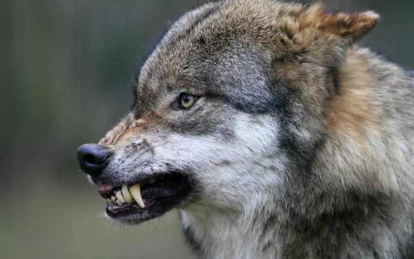 Close-up of a snarling wolf showing its teeth in sharp detail, captured as a 4K Ultra HD PC desktop wallpaper and background.
