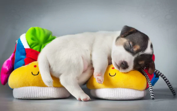 A cute Jack Russell Terrier puppy sleeps peacefully on colorful stuffed slippers. This HD wallpaper captures the adorable baby animal resting, providing a heartwarming and serene desktop background.