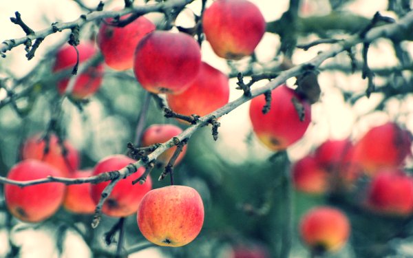 Food Apple Fruits Branch Bokeh HD Wallpaper | Background Image
