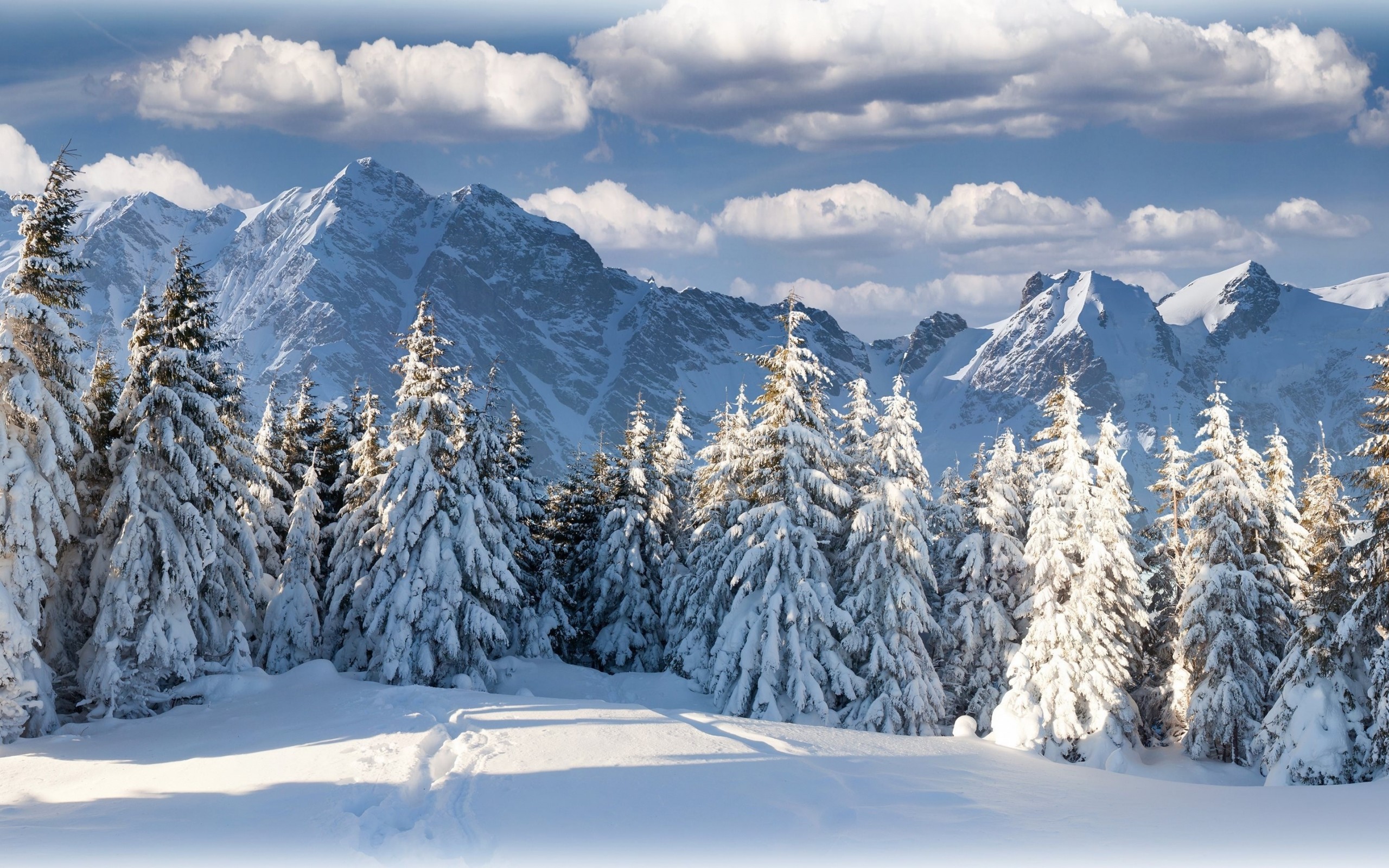 Mountain Winter Forest in Switzerland