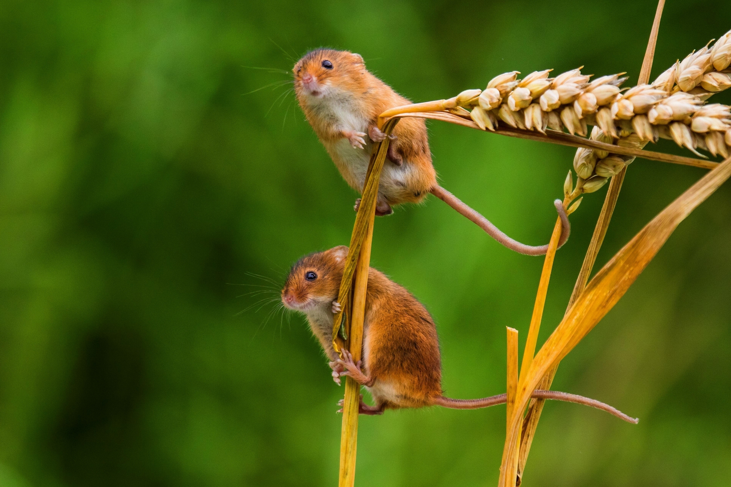 Animal Mouse HD Wallpaper | Background Image