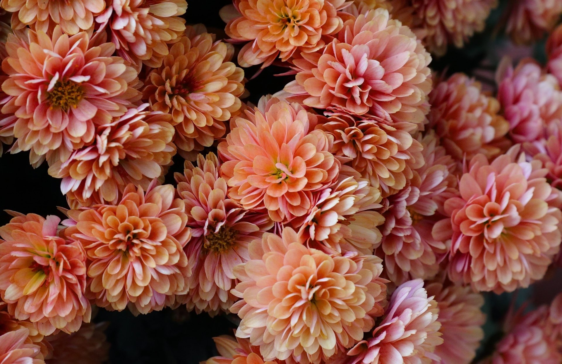 Download Pink Flower Close-up Flower Nature Chrysanthemum HD Wallpaper