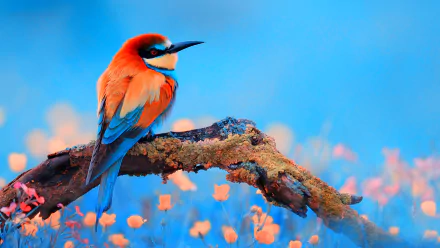 A vibrant bee-eater bird perches on a mossy branch, surrounded by colorful blossoms against a soft blue backdrop, creating a stunning HD desktop wallpaper.