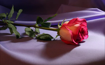 HD desktop wallpaper featuring a vibrant pink rose resting on a soft, purple fabric background. Perfectly capturing the beauty of nature and the delicate details of the flower.