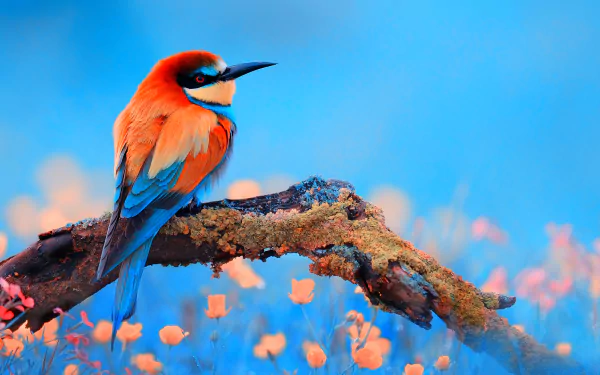 A vibrant bee-eater bird perches on a mossy branch, surrounded by colorful blossoms against a soft blue backdrop, creating a stunning HD desktop wallpaper.