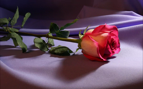 HD desktop wallpaper featuring a vibrant pink rose resting on a soft, purple fabric background. Perfectly capturing the beauty of nature and the delicate details of the flower.
