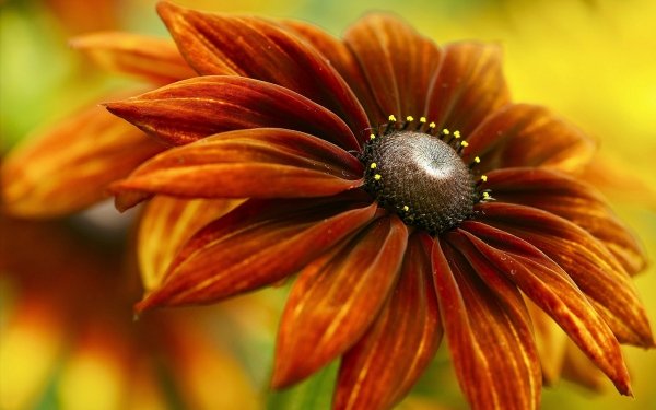 Nature Flower Flowers Daisy orange Close-Up HD Wallpaper | Background Image