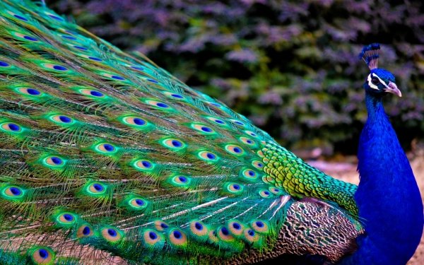 Animal Peacock Birds Bird Peafowl Colorful Close-Up HD Wallpaper | Background Image