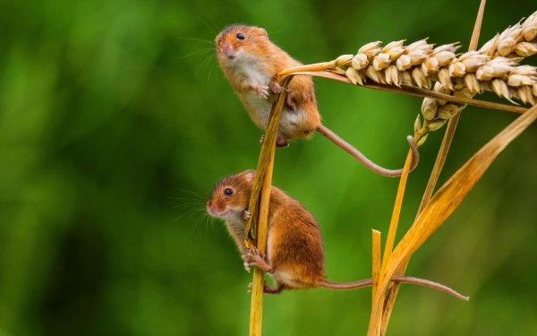Animal Mouse Wheat Bokeh HD Wallpaper | Background Image