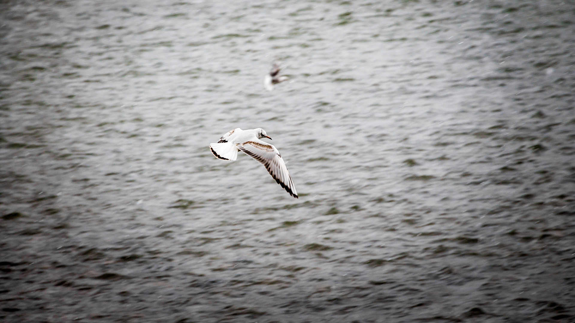 Animal Seagull HD Wallpaper | Background Image