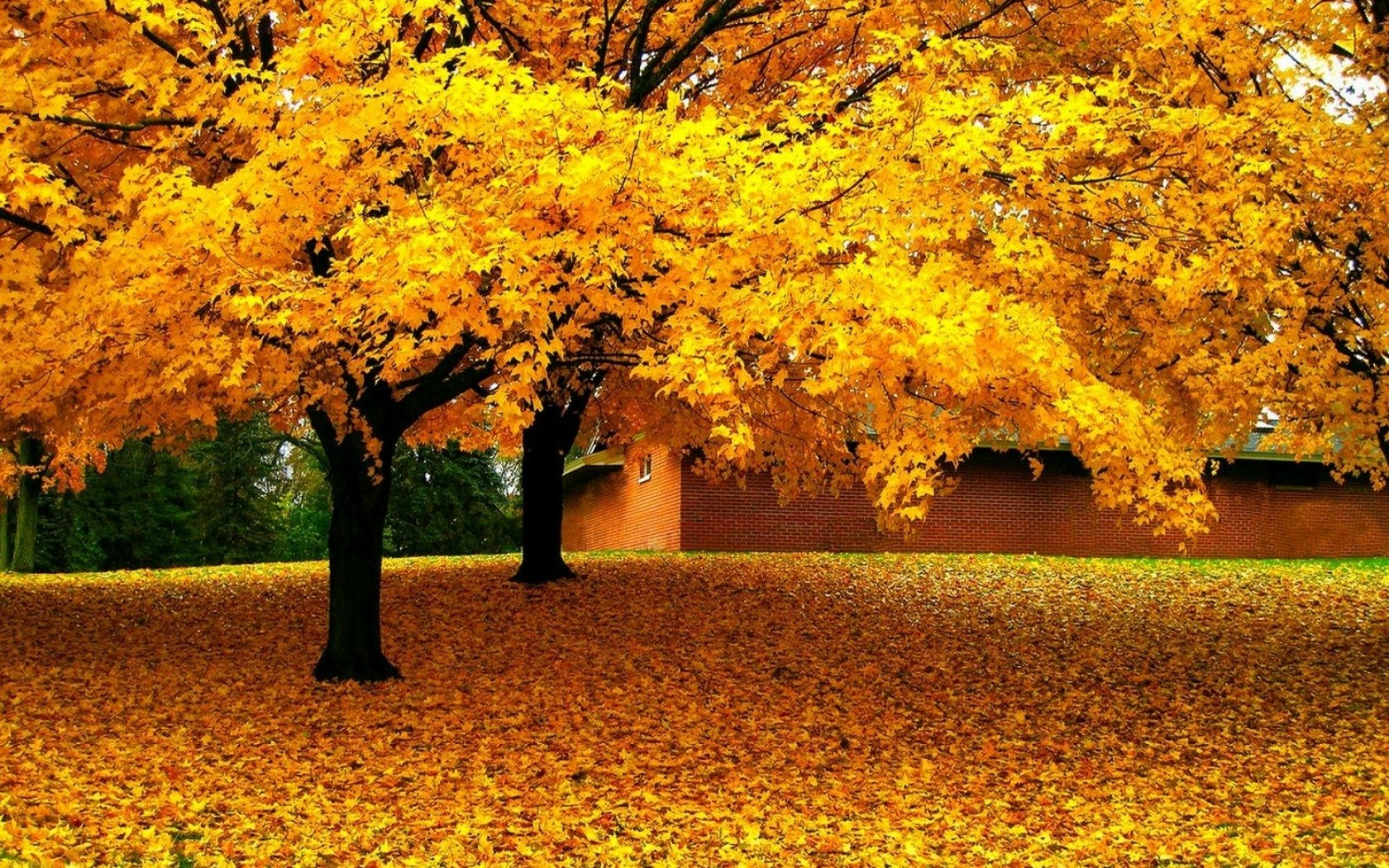Golden Autumn Trees
