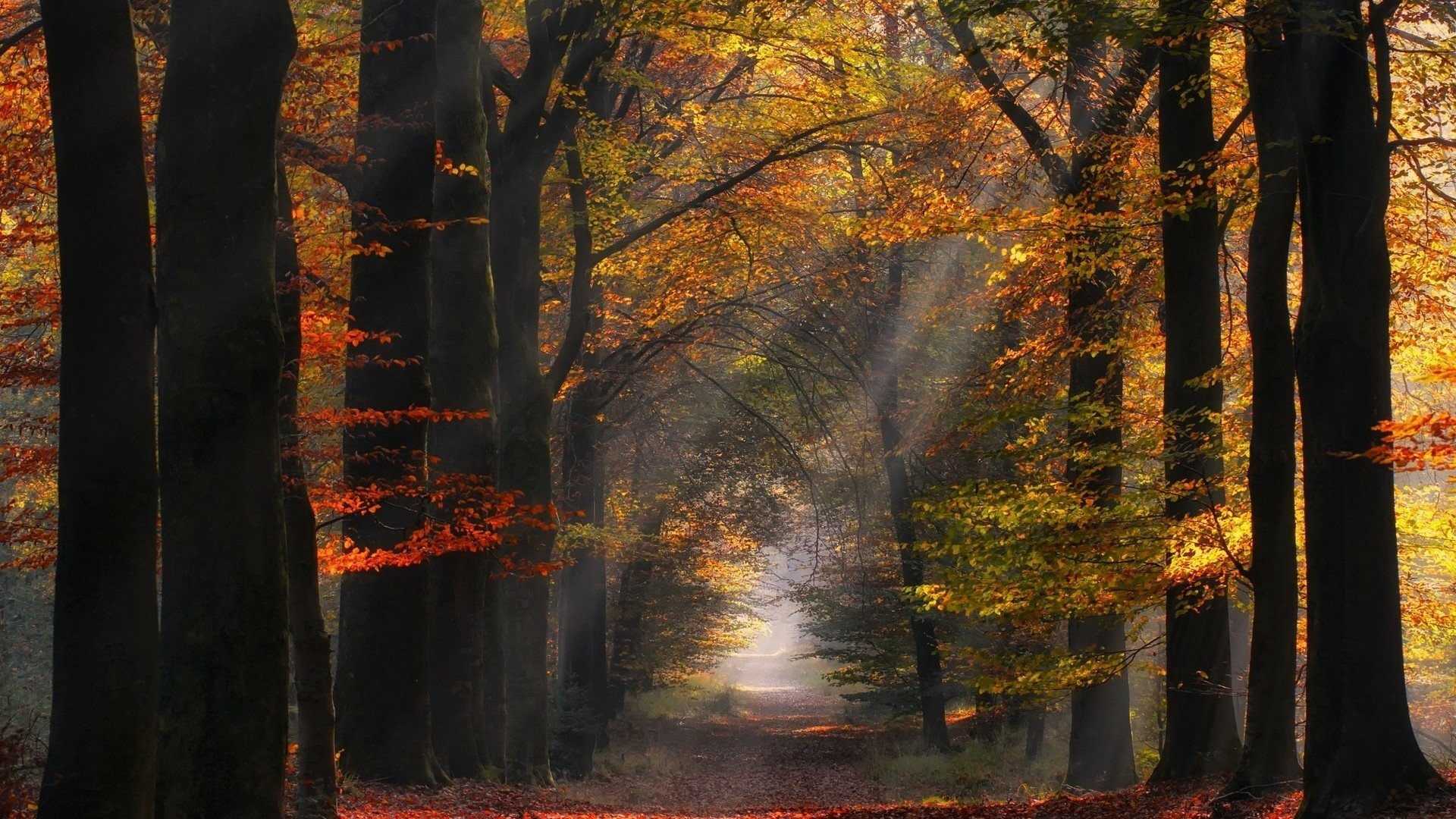 Sun Shining Onto Autumn Forest Hd Wallpaper Background Image