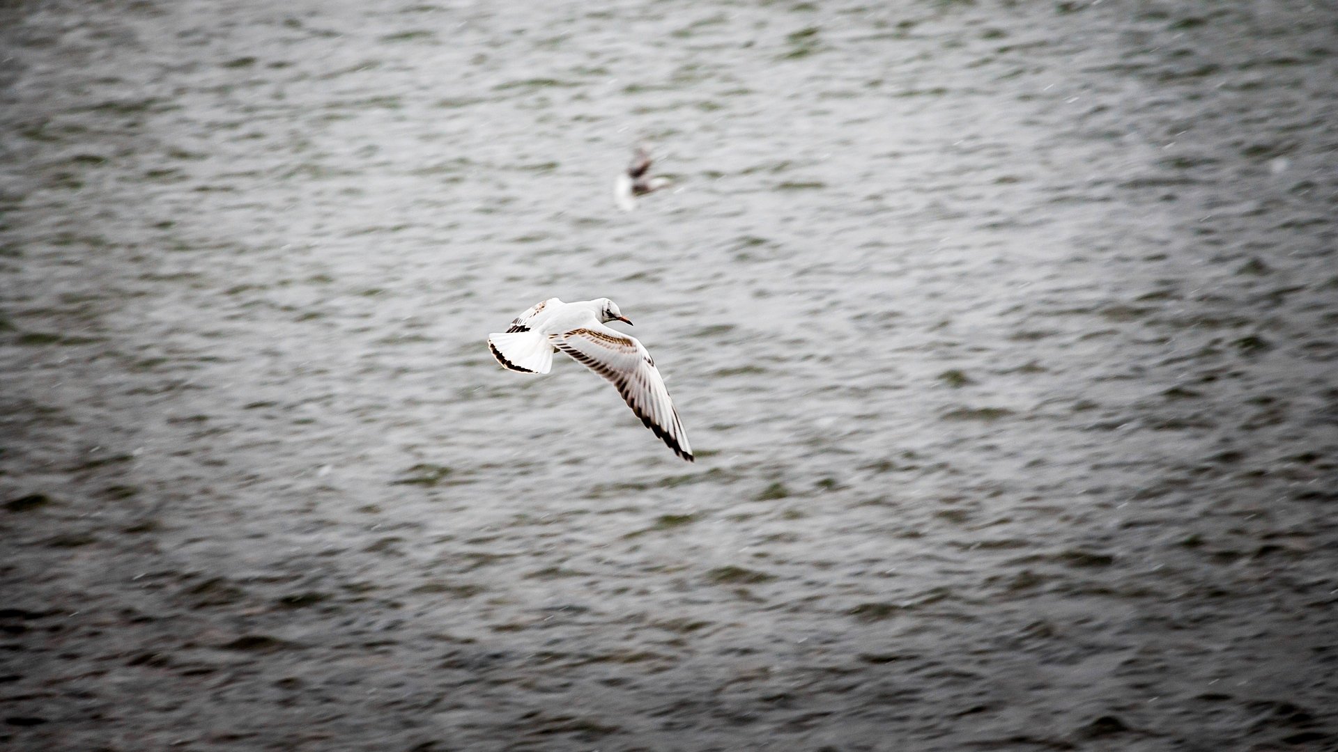 bird by JasminZejnic