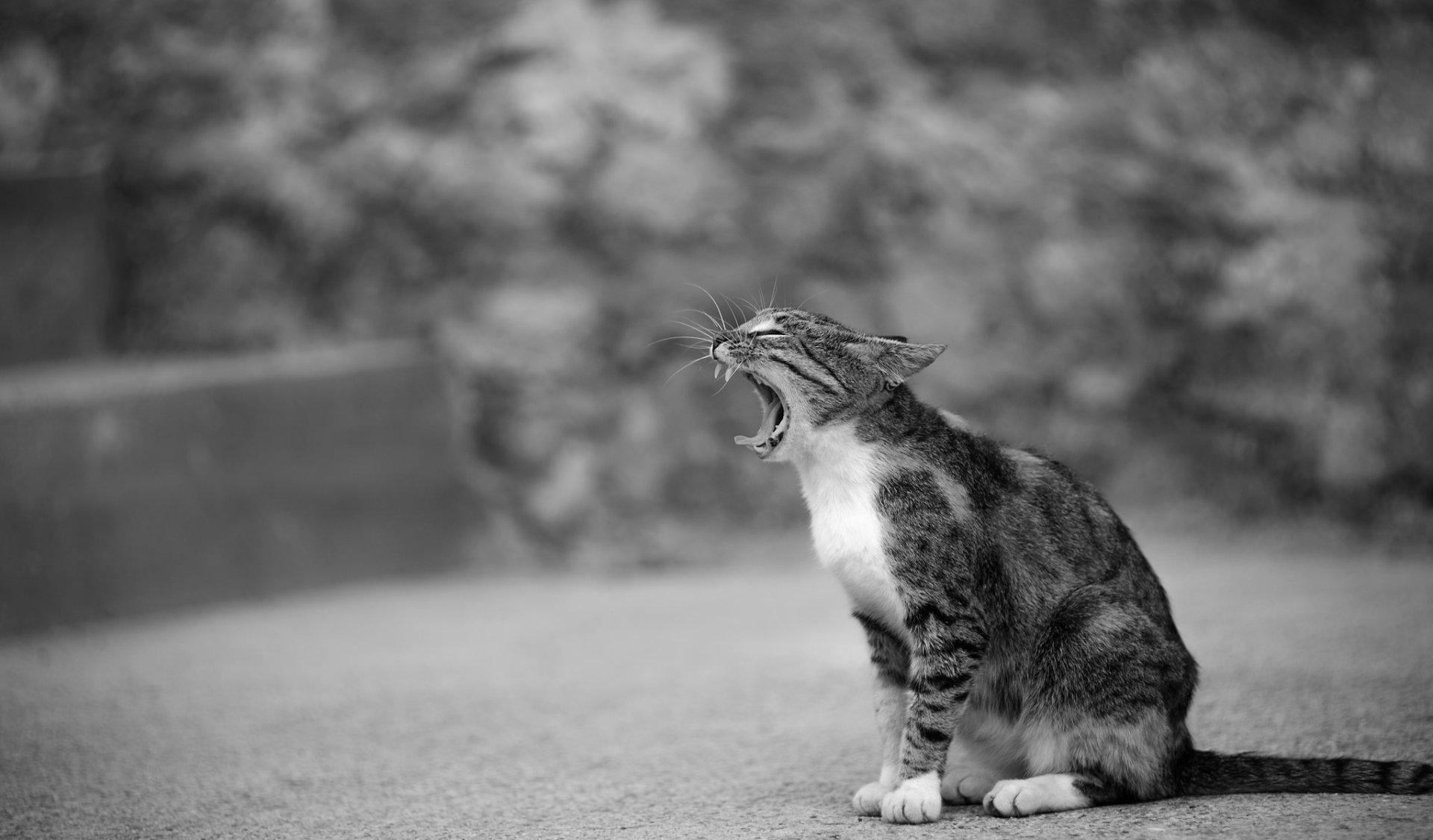 Black and white HD desktop wallpaper featuring a cat yawning with a soft bokeh background, highlighting the animal's detailed fur and expressive posture.