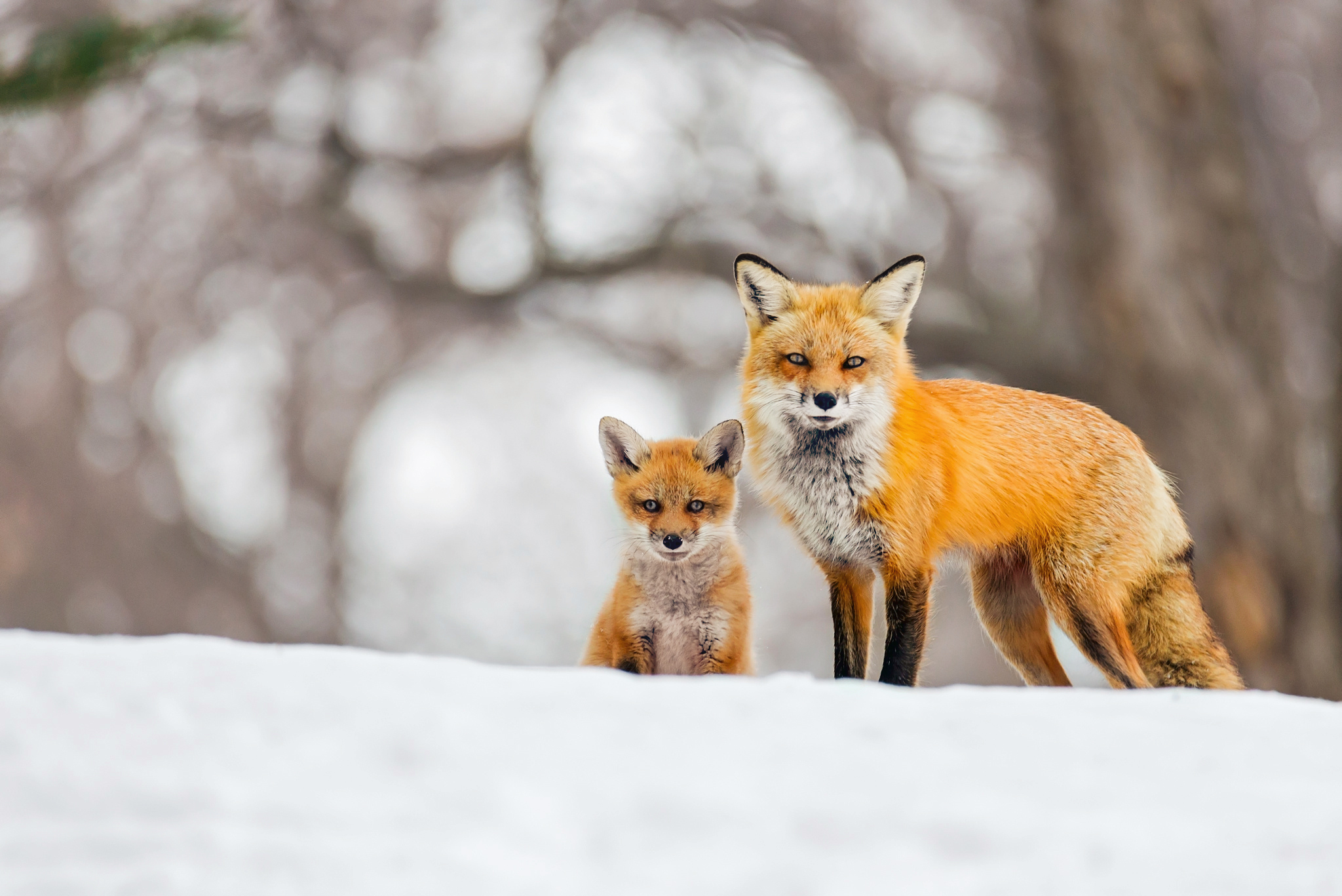 Red Fox and her Cub in Winter HD Wallpaper | Background Image | 2048x1367