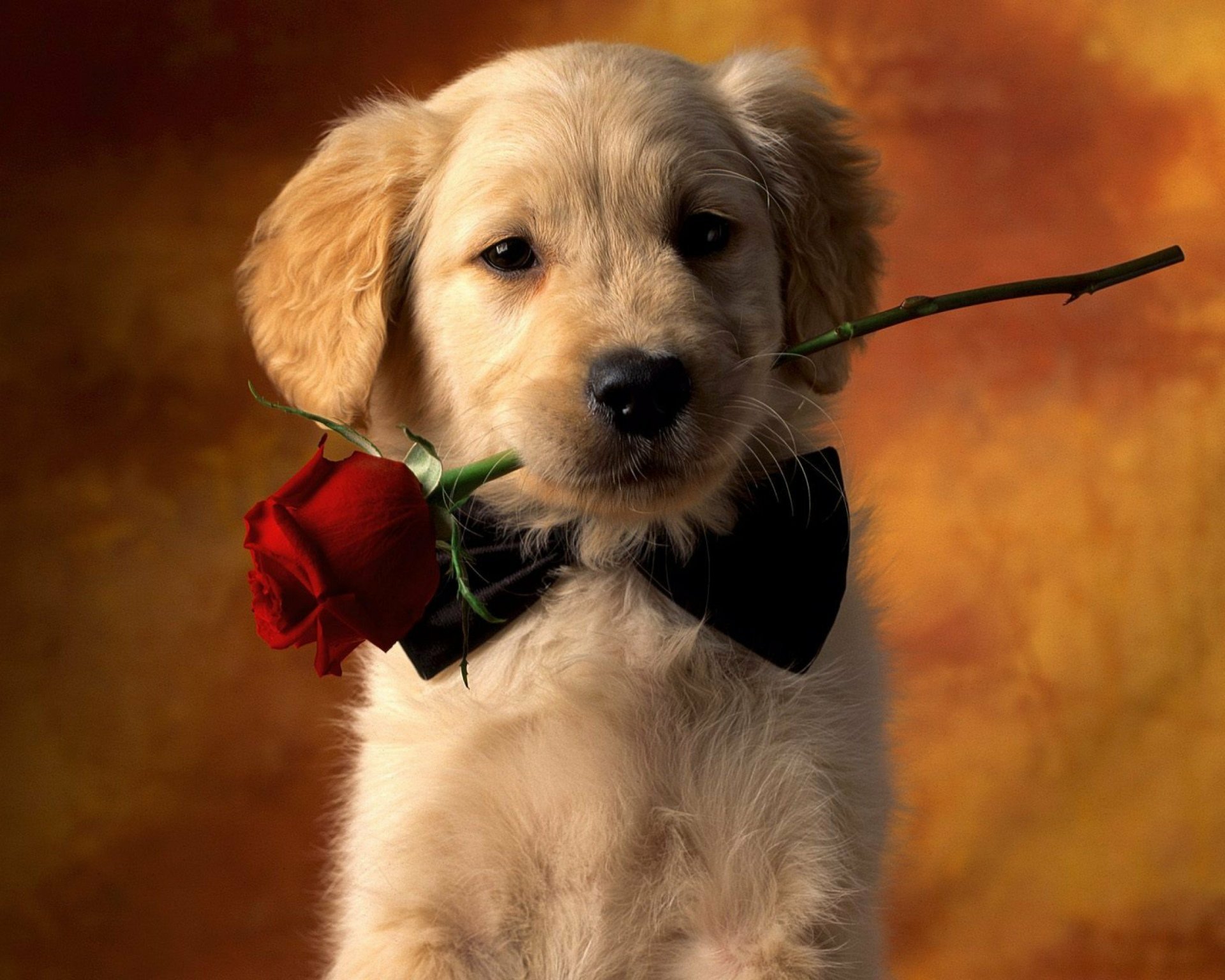 48 Golden Retriever Puppies Wallpaper  WallpaperSafari