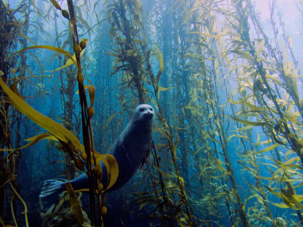  Curious harbour seal
