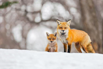 A red fox and its cub stand in the snow, surrounded by a winter landscape. This HD image captures the beauty of these animals in a serene, snowy setting.