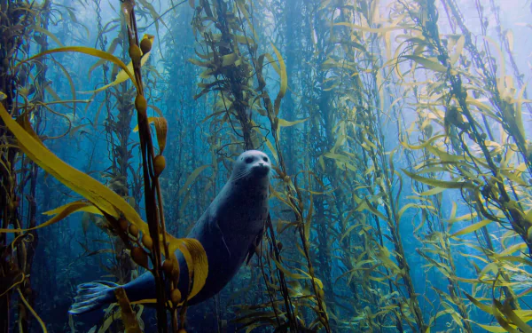 Underwater scene of a seal swimming through dense kelp forest, captured in 4K Ultra HD resolution for a vivid PC desktop wallpaper.