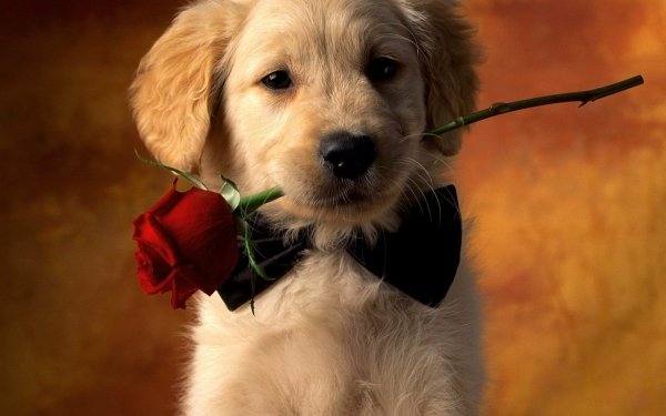 Tiere Golden Retriever Hunde Welpen Rose Hund Pet Red Rose Süß HD Wallpaper | Hintergrund
