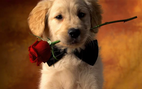 cute red rose puppy Animal golden retriever HD Desktop Wallpaper | Background Image