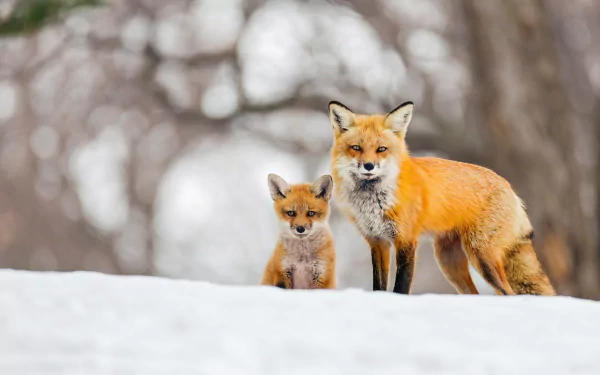 A red fox and its cub stand in the snow, surrounded by a winter landscape. This HD image captures the beauty of these animals in a serene, snowy setting.