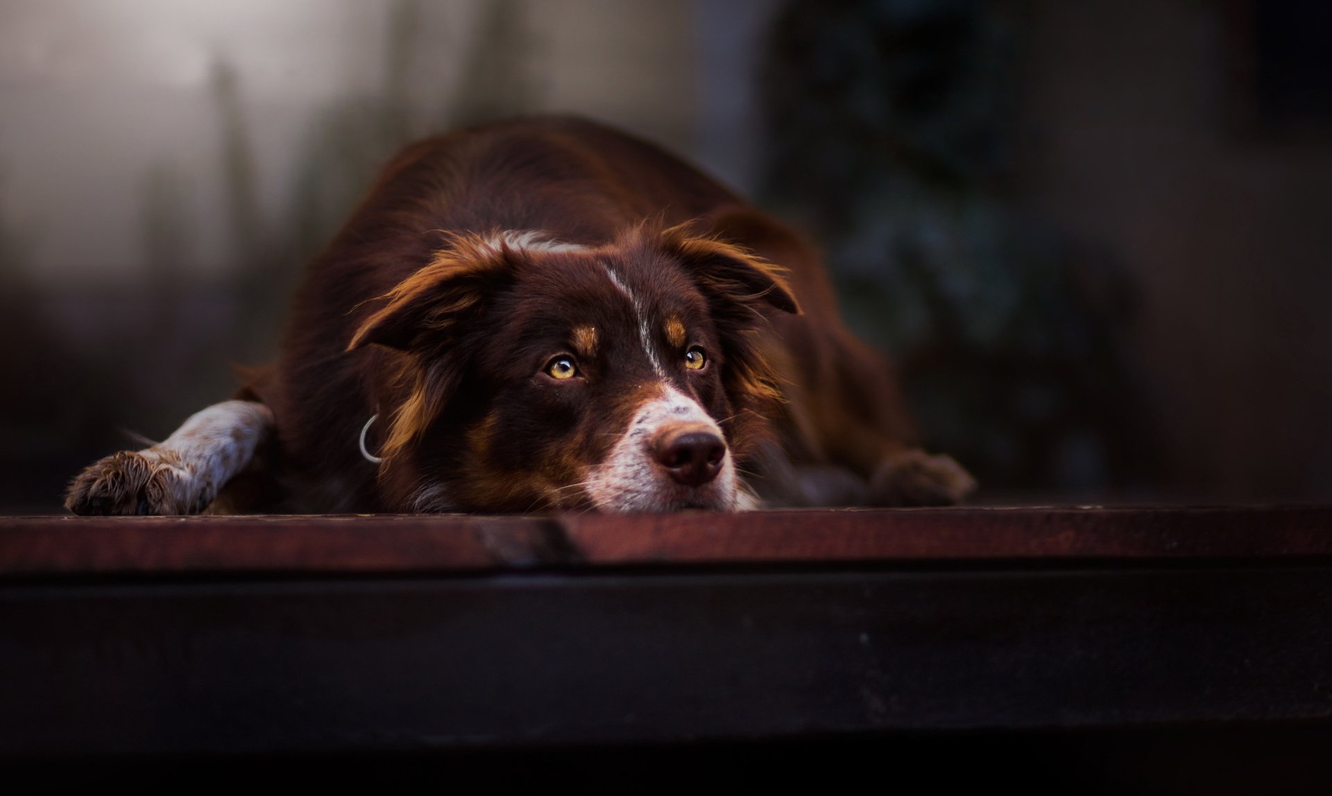A cute brown Border Collie rests peacefully, showcasing its expressive eyes and relaxed demeanor, making for a charming HD desktop wallpaper.