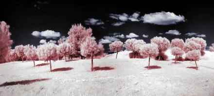 Infrared photography HD PC desktop wallpaper background: surreal landscape of pink trees on pale hills beneath a dramatic dark sky dotted with white clouds.