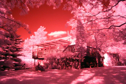 A 4K Ultra HD infrared photograph showcasing a house surrounded by vibrant foliage with a surreal red and pink color palette, captured in high detail.