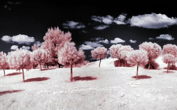 photography infrared HD Desktop Wallpaper | Background Image