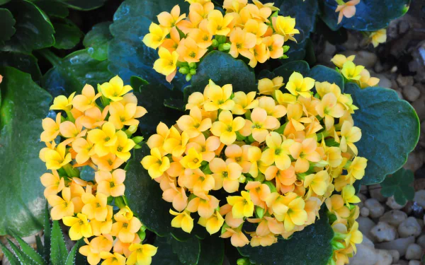  Yellow Kalanchoe Flowers