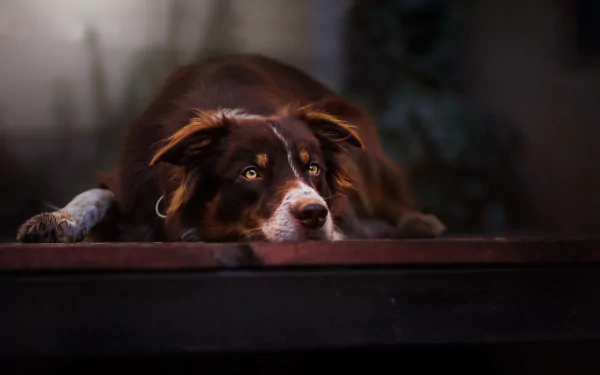 A cute brown Border Collie rests peacefully, showcasing its expressive eyes and relaxed demeanor, making for a charming HD desktop wallpaper.