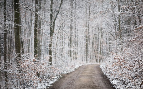 Earth Path Forest Snow Winter Nature HD Wallpaper | Background Image
