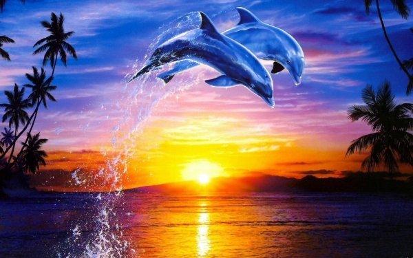 Animal Dolphin Ocean Tropical Palm Tree Sunrise HD Wallpaper | Background Image