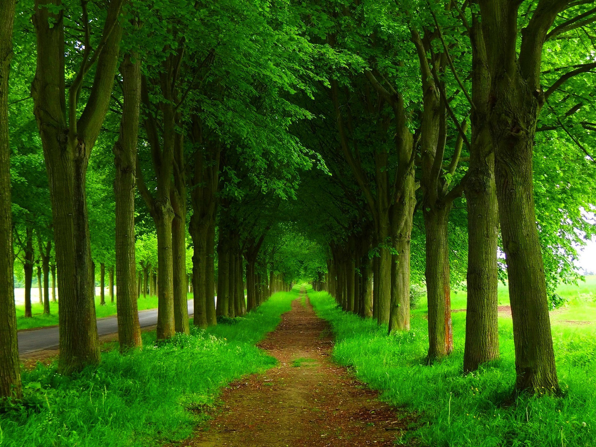 Dirt Path and Green Trees HD Wallpaper | Background Image | 2048x1536