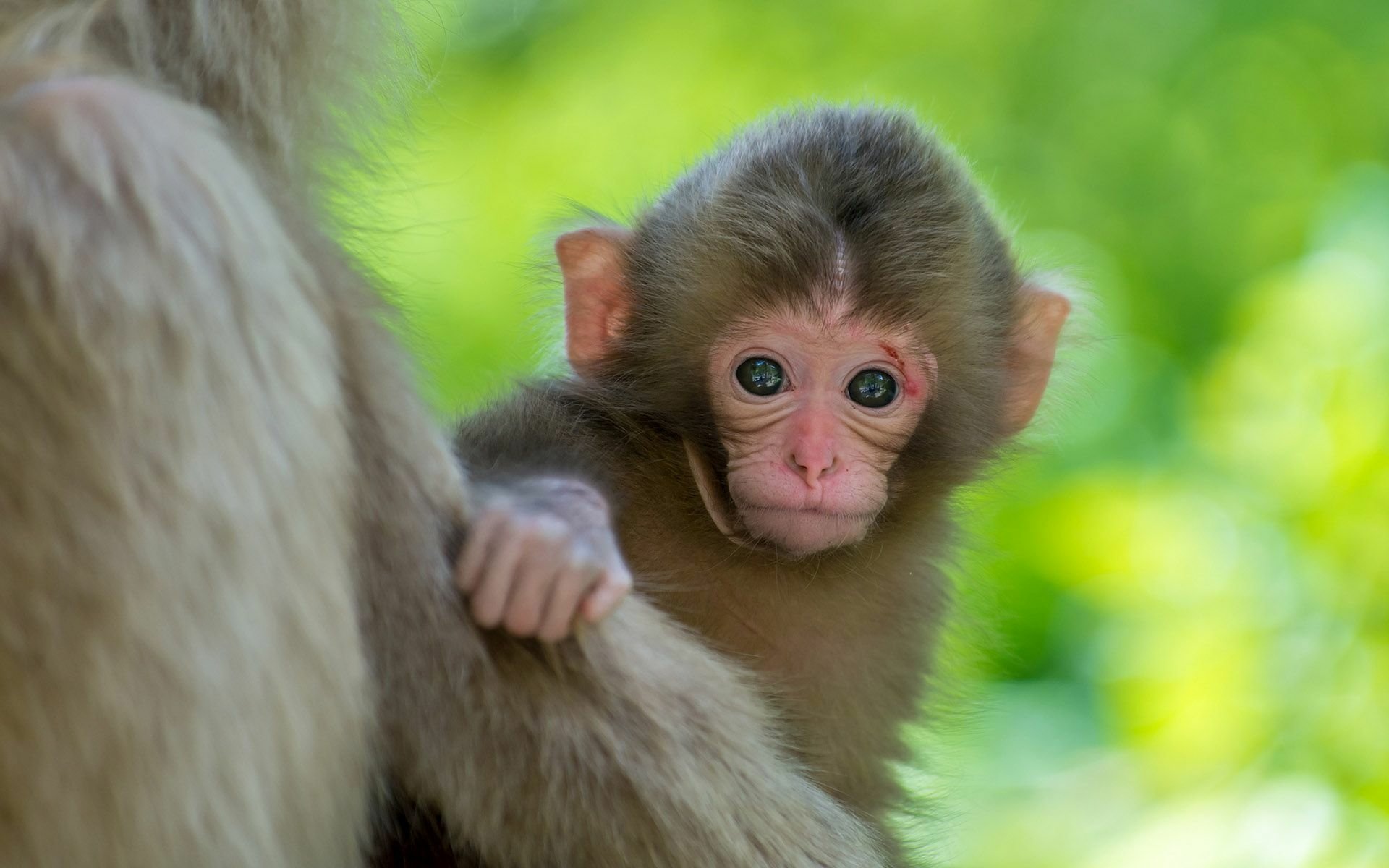 Baby Monkey - EroFound