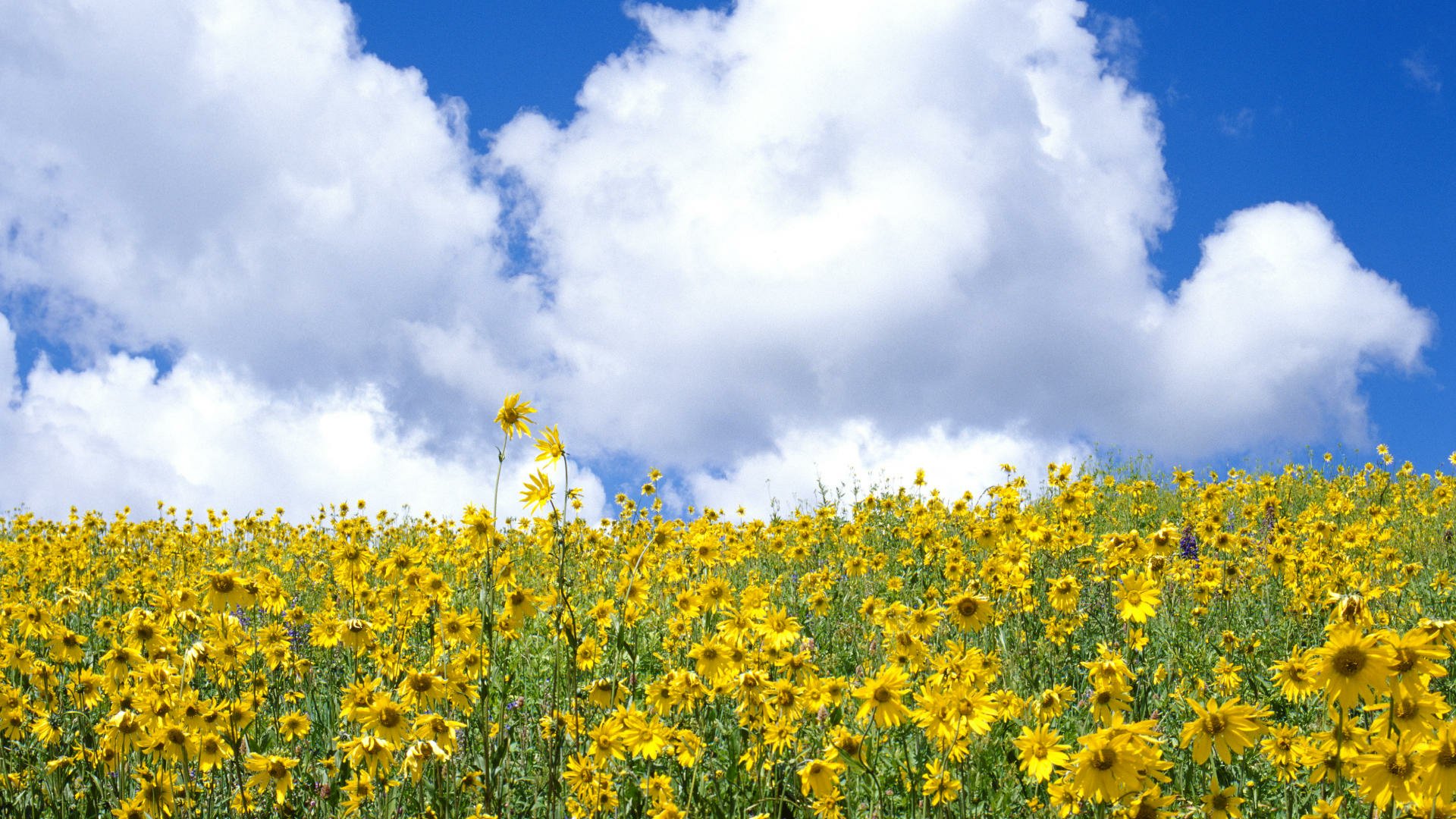 Download Yellow Flower Cloud Flower Nature Field  HD Wallpaper