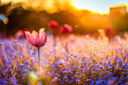 A vibrant spring scene with a red tulip standing among blue flowers, bathed in warm, sunny light with a soft bokeh background, captured in HD for a PC desktop wallpaper.