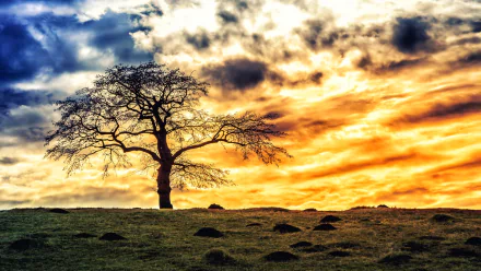 A solitary tree stands on a grassy hill under a vibrant sunset sky filled with clouds, captured in a high-definition desktop wallpaper and background.