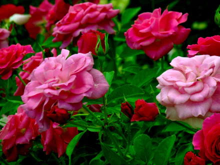  Light and Dark Pink Roses